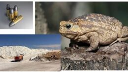 collageeditorialzeta