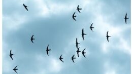 golondrinas-sobre-grecia